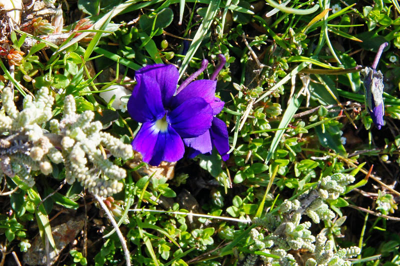 Viola corsica subsp. limbarae / Viola del Limbara